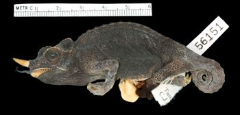 Media type: image;   Herpetology R-56151